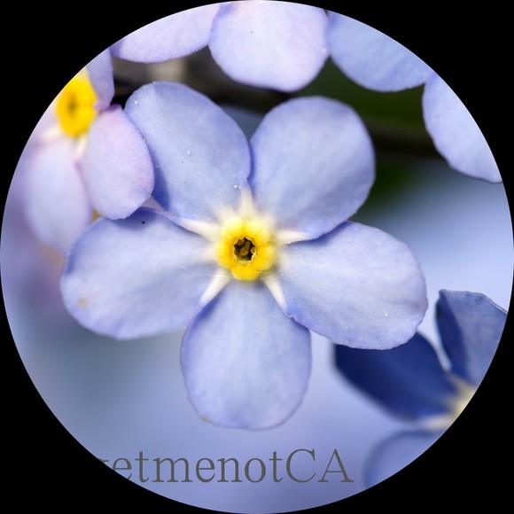 forgetmenotca